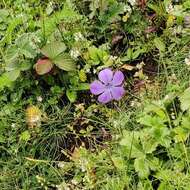 Image of Cyananthus lobatus Wall. ex Benth.