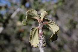 Image of Ceanothus foliosus var. viejasensis D. O. Burge & Rebman