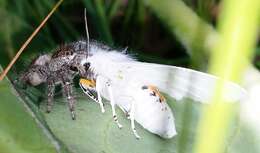 Imagem de Spilosoma virginica Fabricius 1798