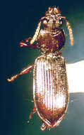 صورة Schizogenius (Schizogenius) lineolatus (Say 1823)