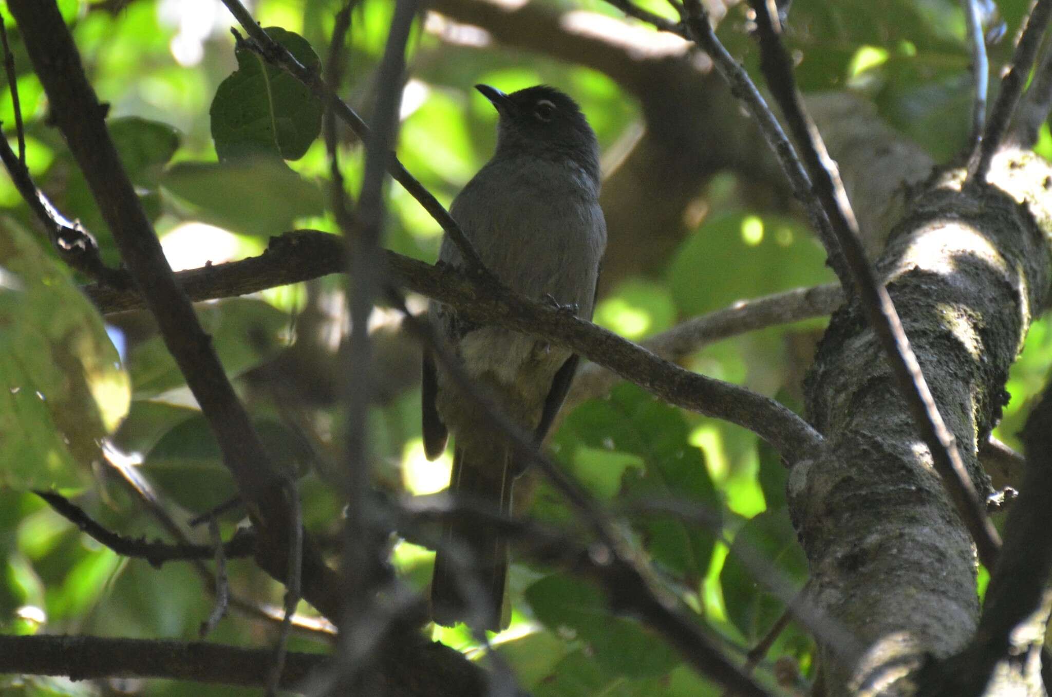 Arizelocichla fusciceps (Shelley 1893) resmi