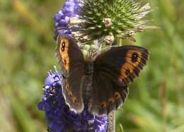 Image of Autumn Ringlet