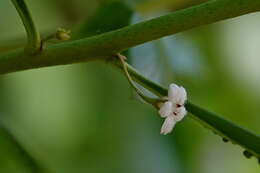 Myoporum boninense subsp. australe R. J. Chinnock resmi