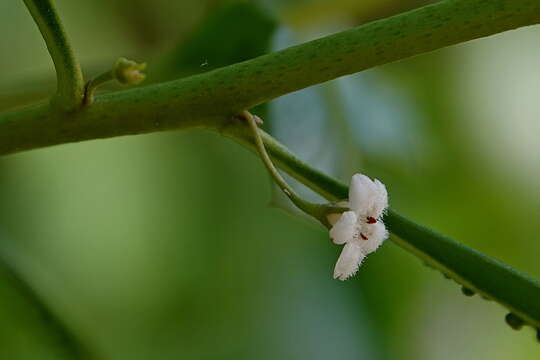 Image of Myoporum boninense subsp. australe R. J. Chinnock