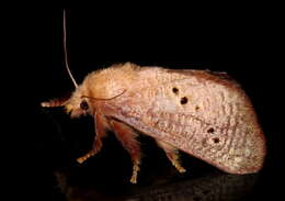 صورة Doratifera quadriguttata Walker 1855