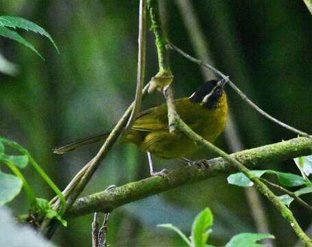 Image of Black-capped Hemispingus