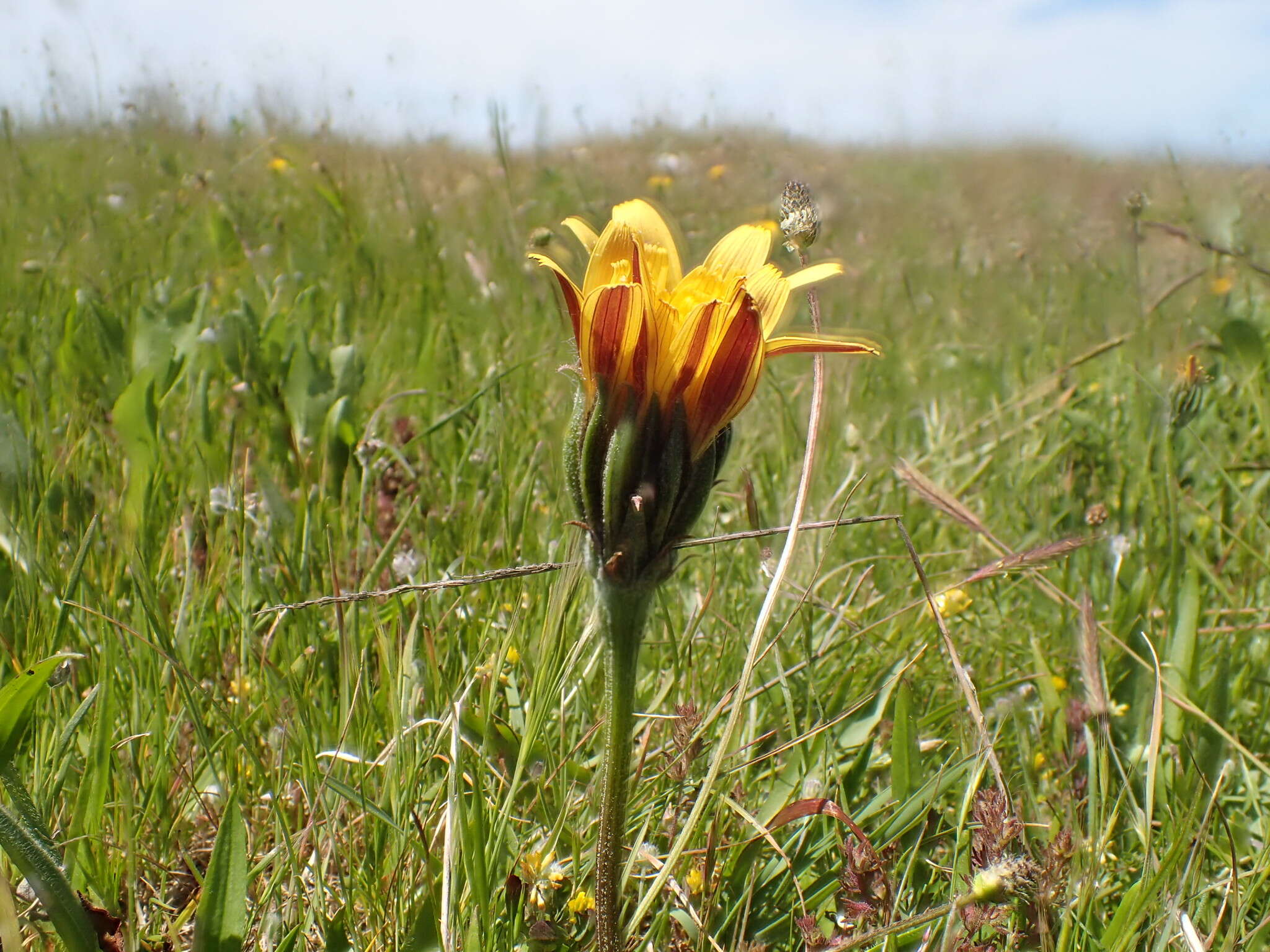 Imagem de Microseris paludosa (Greene) Howell