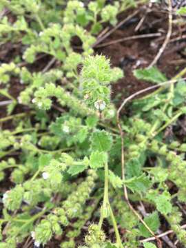 Image of Rattan's phacelia