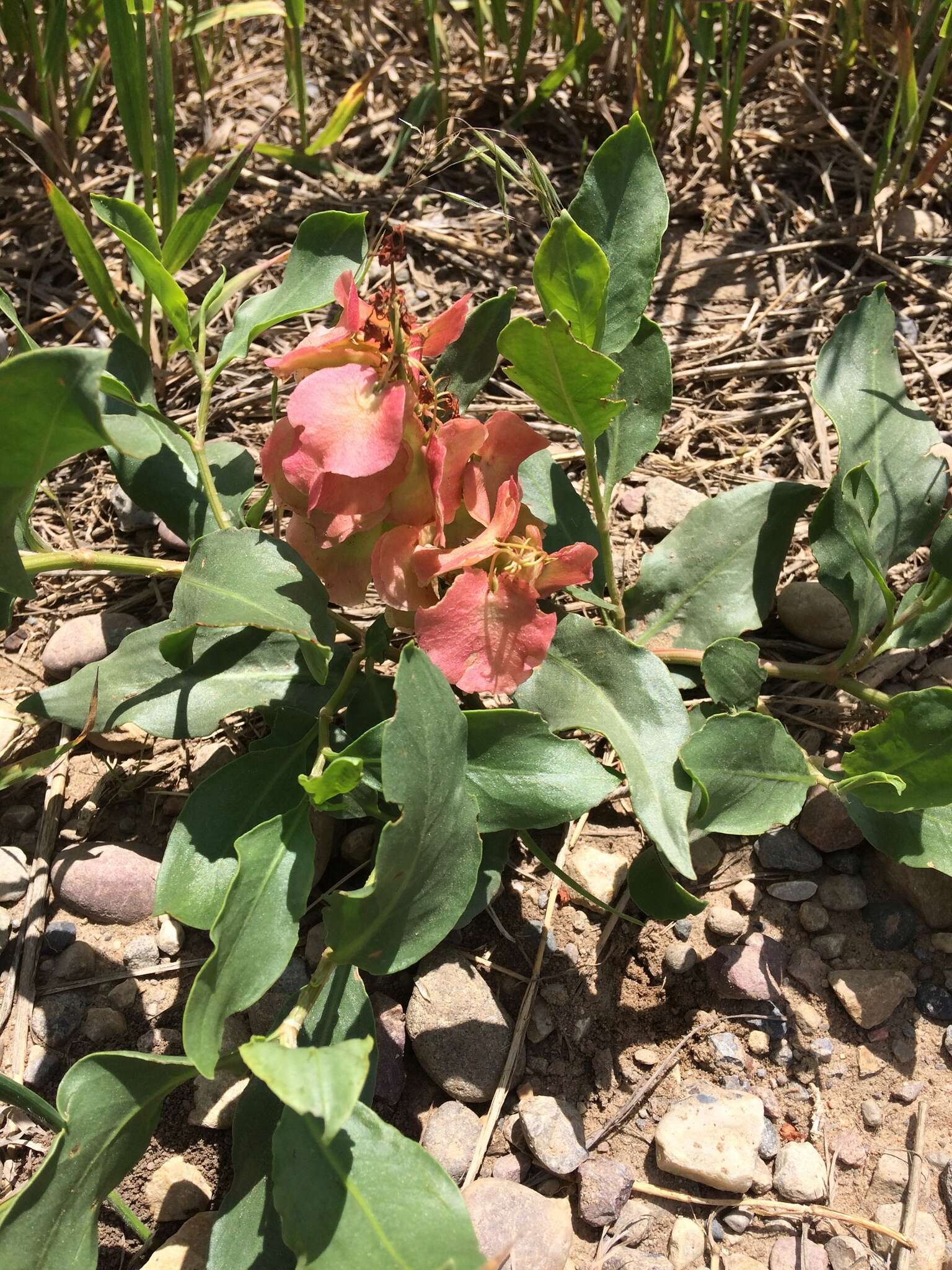 Rumex venosus Pursh的圖片