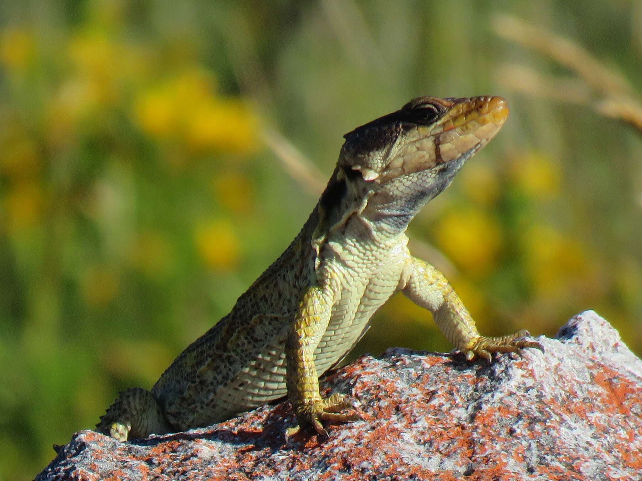 Image of Eastern Cape Crag Lizard