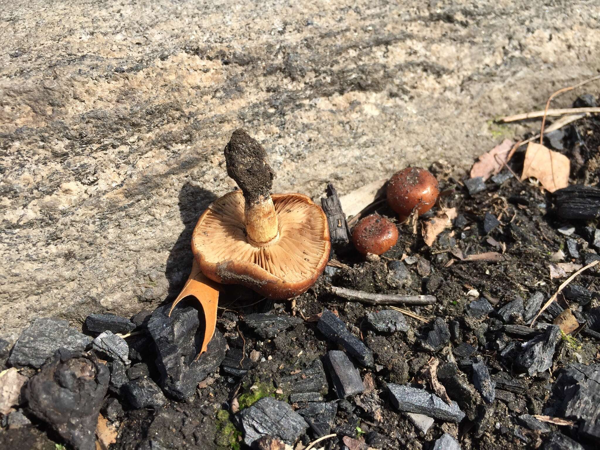 Слика од Pholiota castanea A. H. Sm. & Hesler 1968