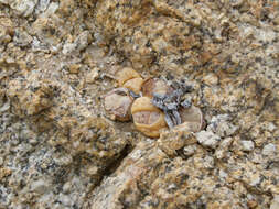 Imagem de Lithops ruschiorum (Dinter & Schwant.) N. E. Br.