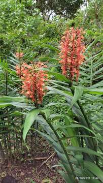 Image of Hedychium coccineum Buch.-Ham. ex Sm.