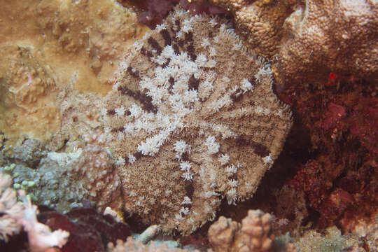 Image of Rhodactis bryoides Haddon & Shackleton 1893