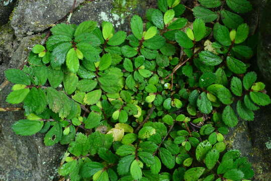 Image of Elatostema strigillosum B. L. Shih & Yuen P. Yang