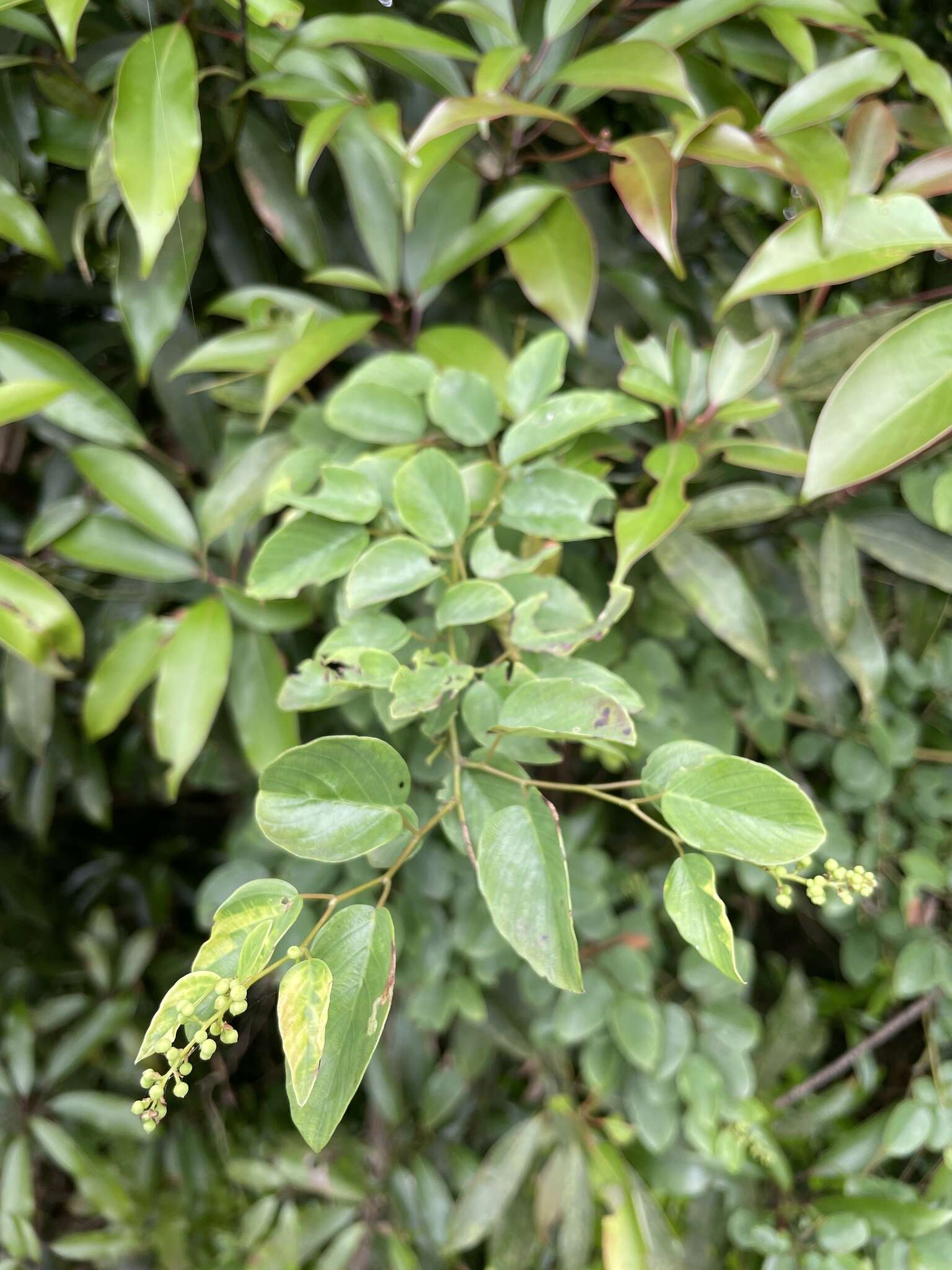 Image of Berchemia formosana C. K. Schneid.