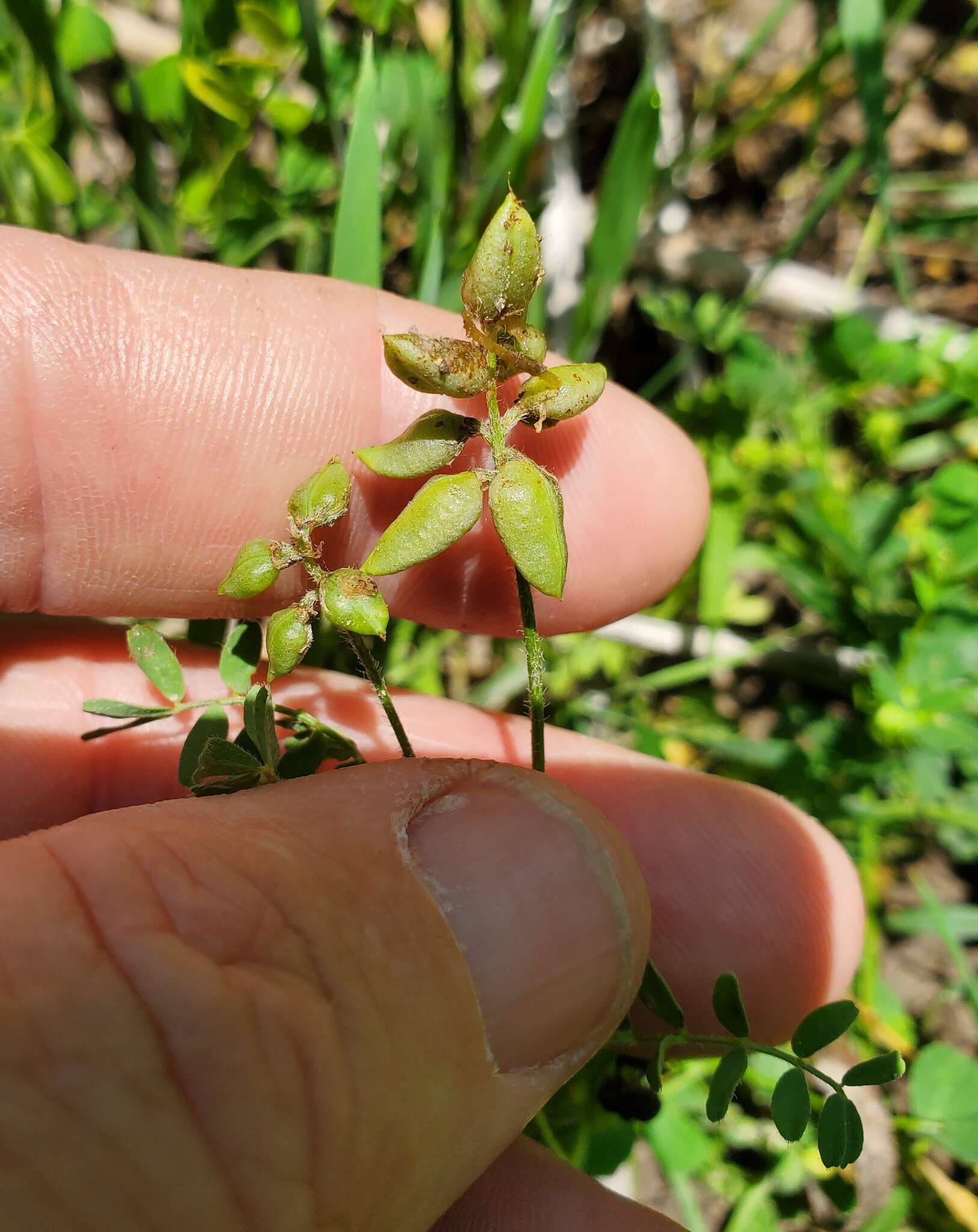 Imagem de Astragalus reflexus Torr. & A. Gray