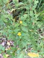 Image of false mallow