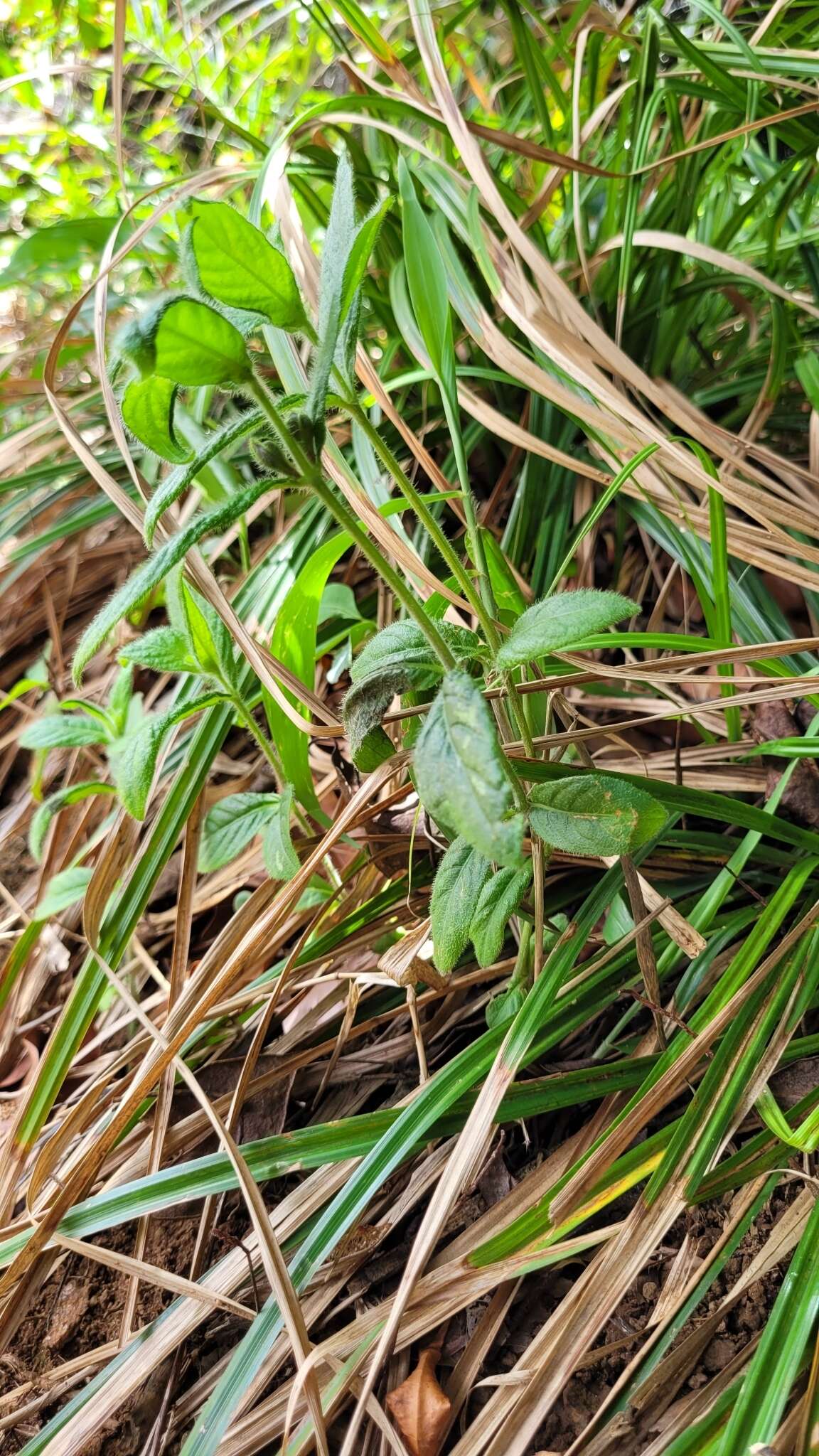 Imagem de Ruellia geminiflora Kunth