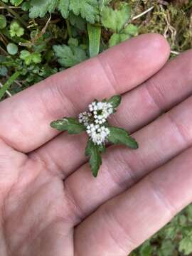 Image of Sanicula petagnioides Hayata