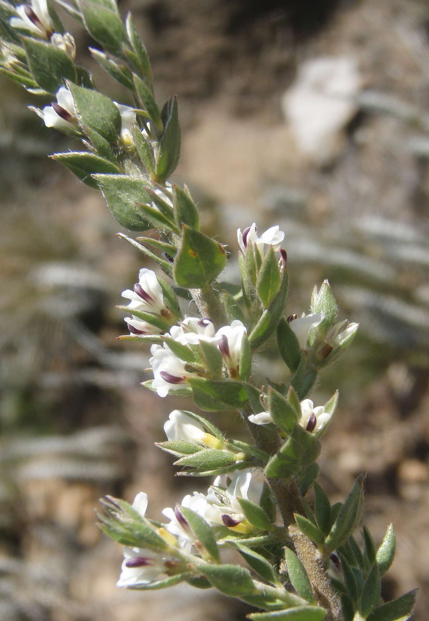 Image of Amphithalea micrantha (E. Mey.) Walp.