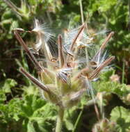 Image of rose scented geranium