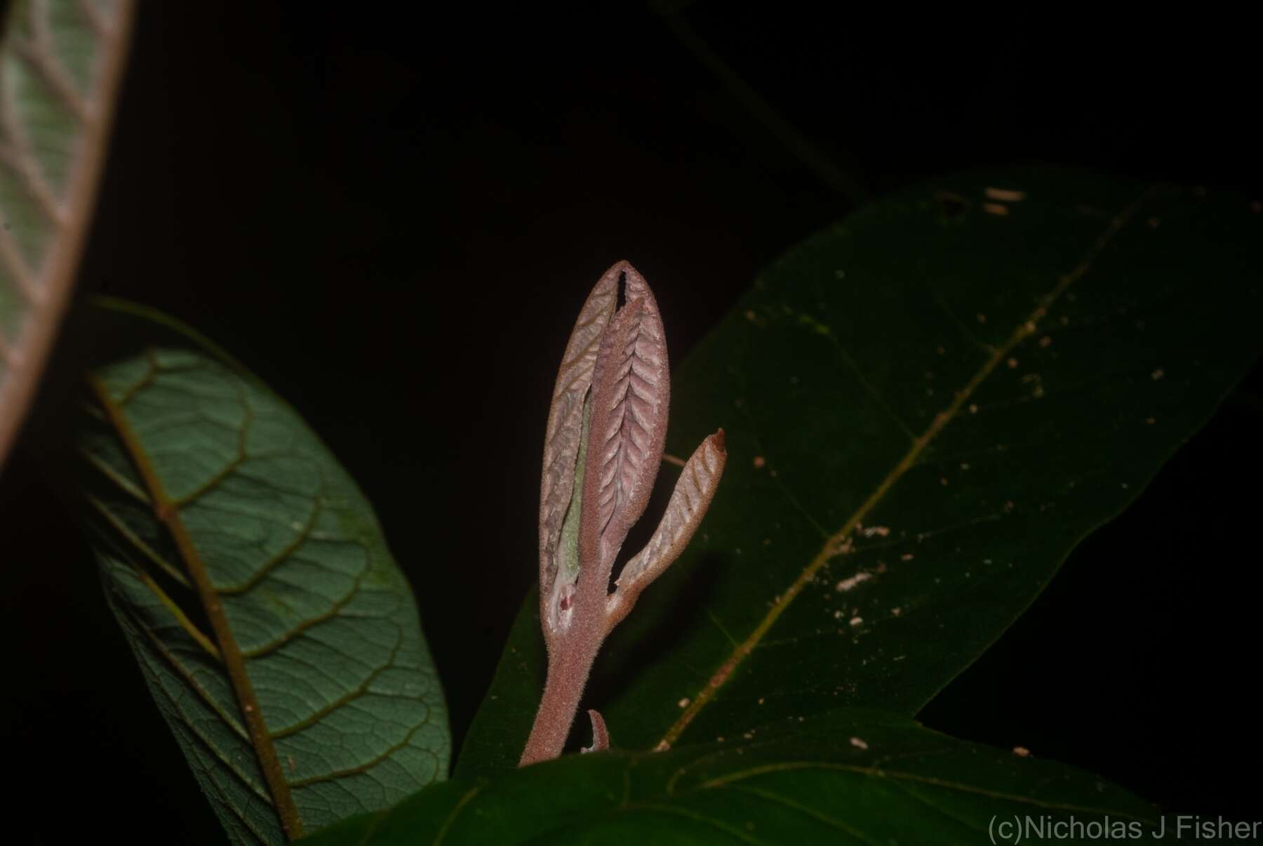 Image of Cryptocarya obovata R. Br.