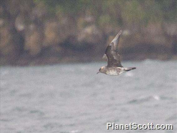 Image of Arctic Skua