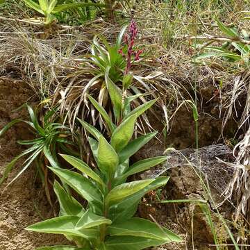 Plancia ëd Lobelia tupa L.