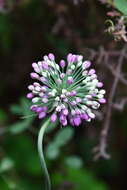 Image of Allium sacculiferum Maxim.