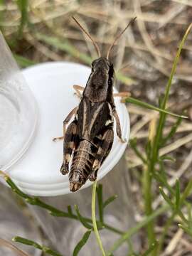 Melanoplus boulderensis Otte & D. 2012的圖片