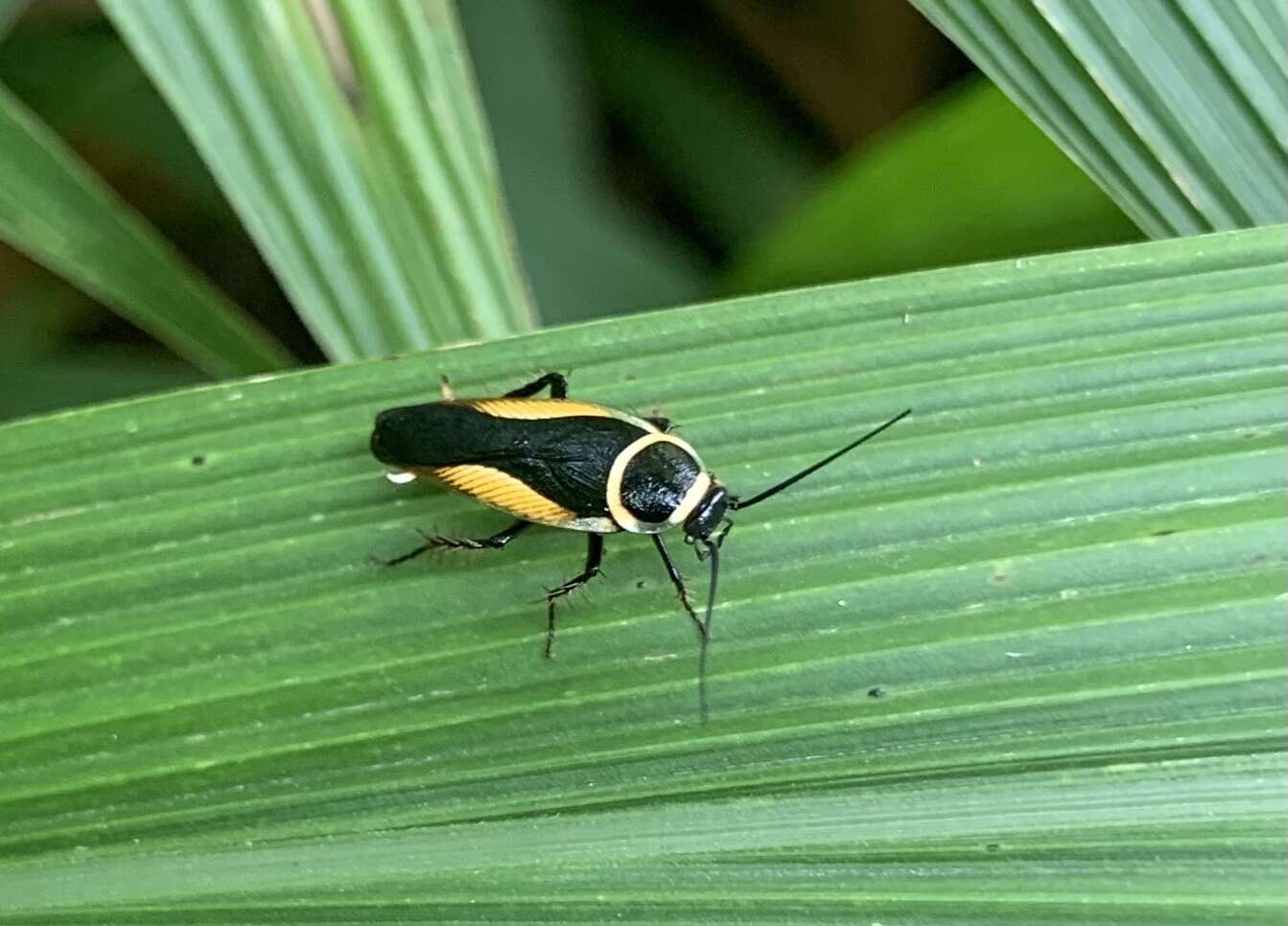 Image of Hemithyrsocera vittata (Brunner von Wattenwyl 1865)