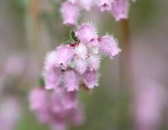 Image of Erica parviflora var. parviflora