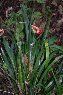 Image of stinking iris