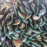 Image of Green mussel