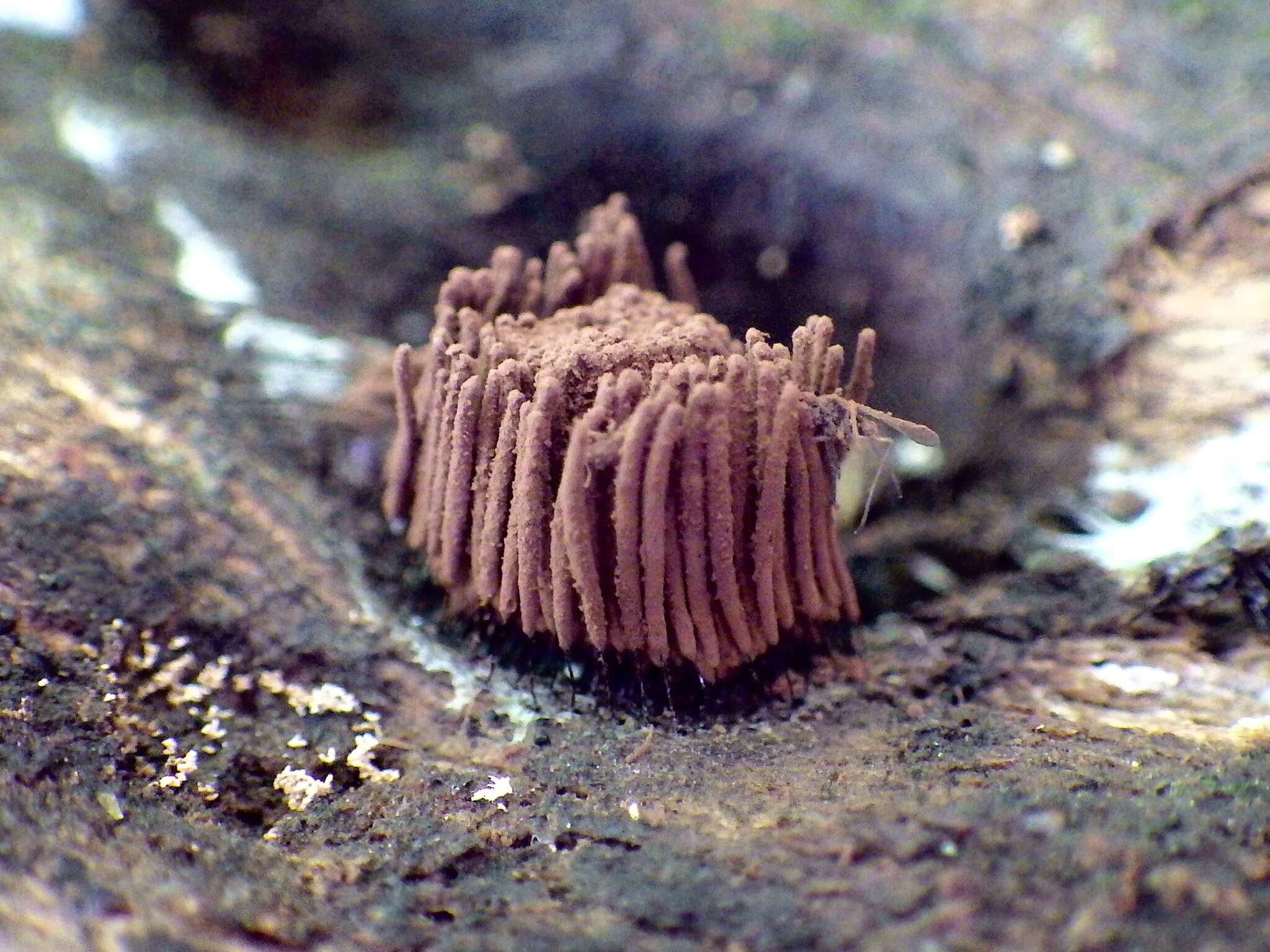 Image of Stemonitis fusca