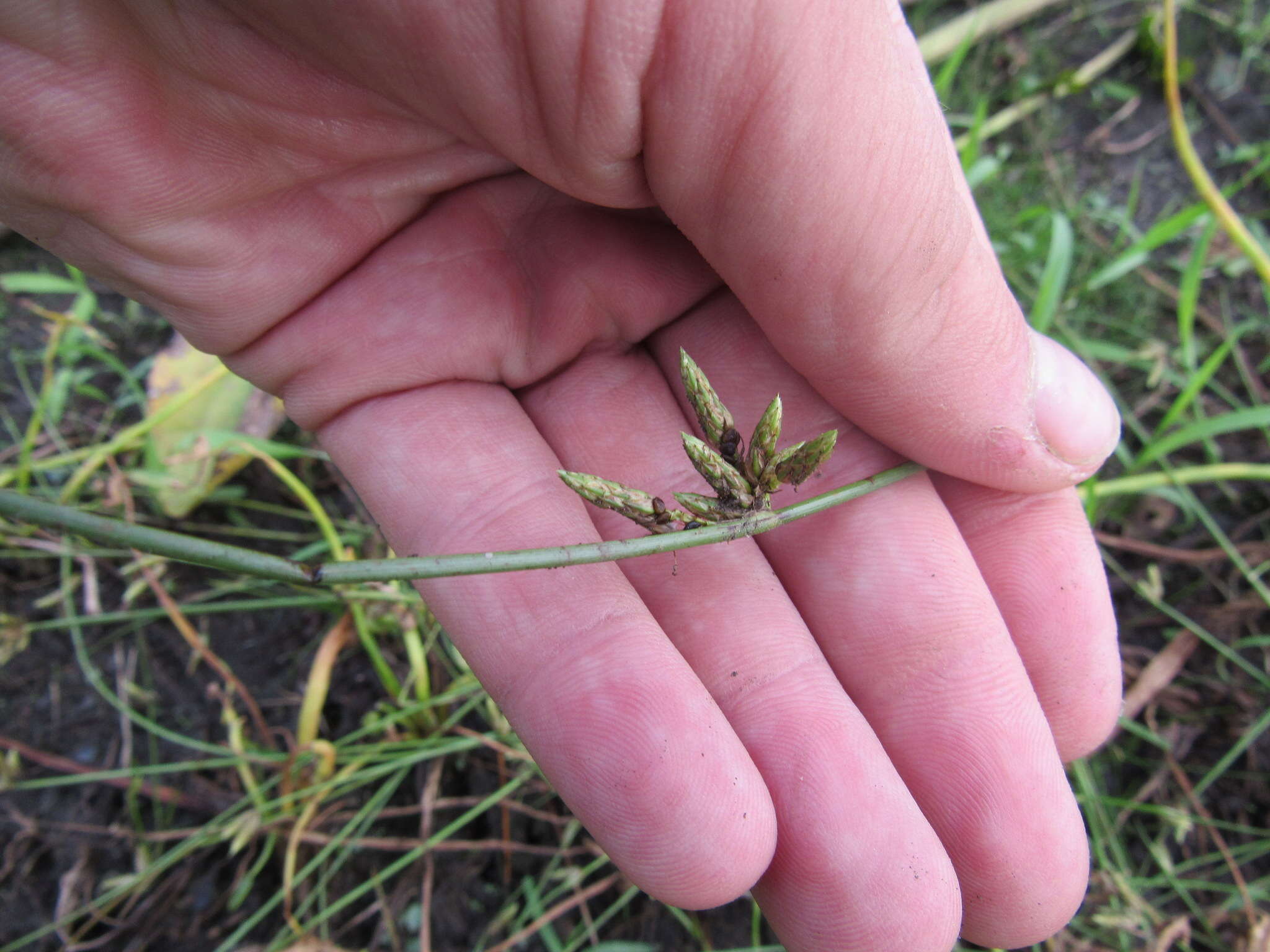 Sivun Schoenoplectiella hallii (A. Gray) Lye kuva