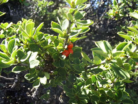 Image of alpine mirrorplant