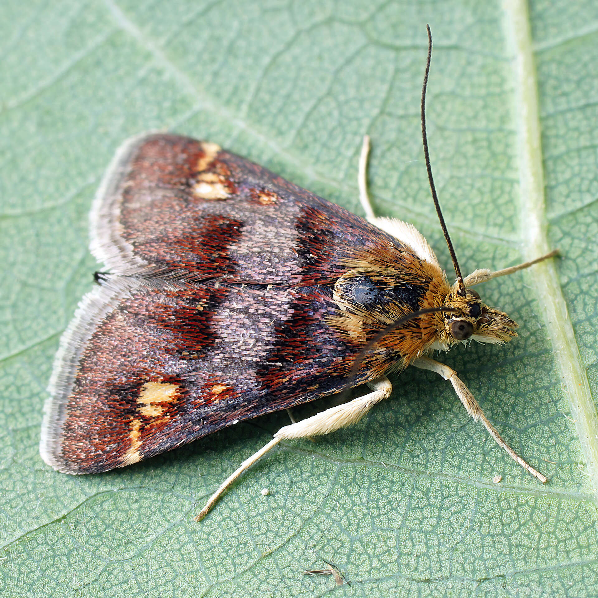 Image of Pyrausta porphyralis Schiffermüller 1775