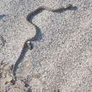 Image of Western Keeled Snake