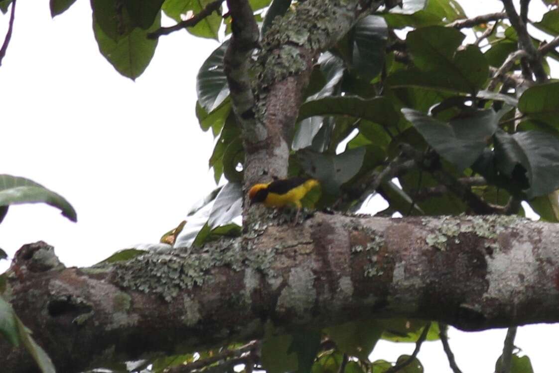 Image of Preuss's Golden-backed Weaver