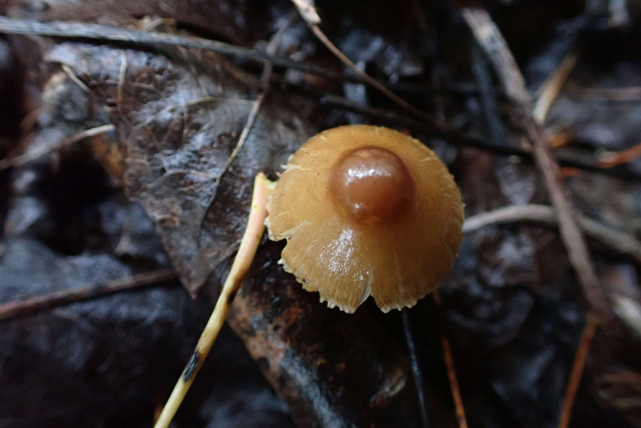 Image of Inocybe fuscescentipes Kühner 1988