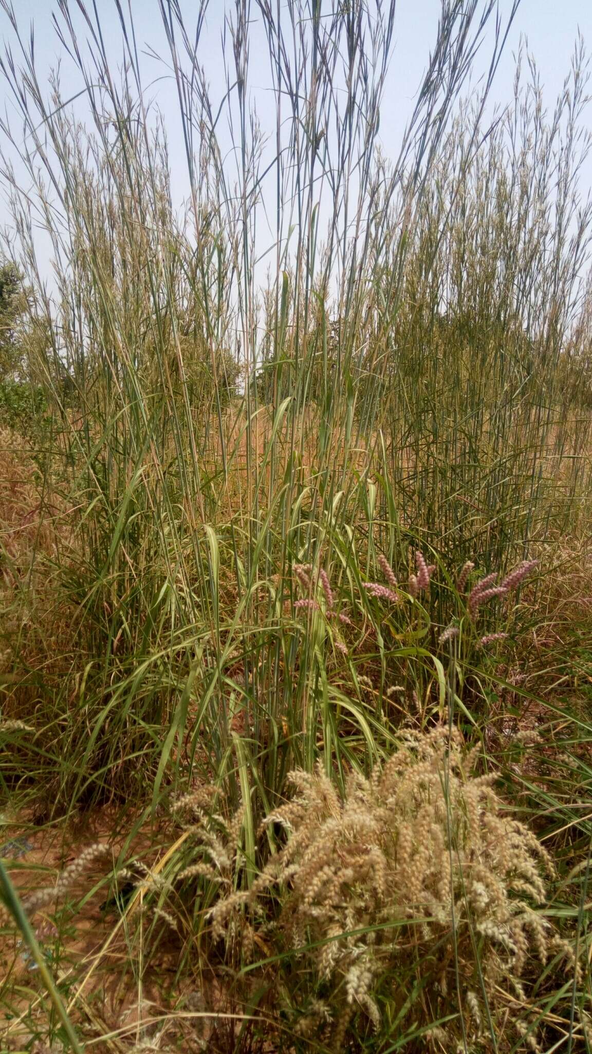 Image of bluestem