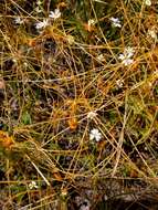 Image of Dodder Gall Weevil