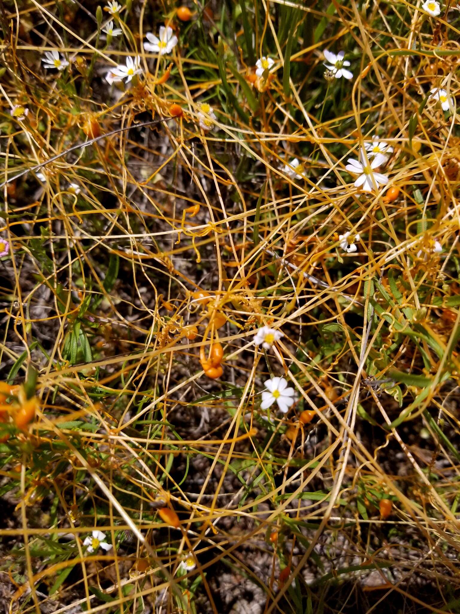Image of Dodder Gall Weevil