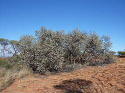 Image of round-leaf mallee