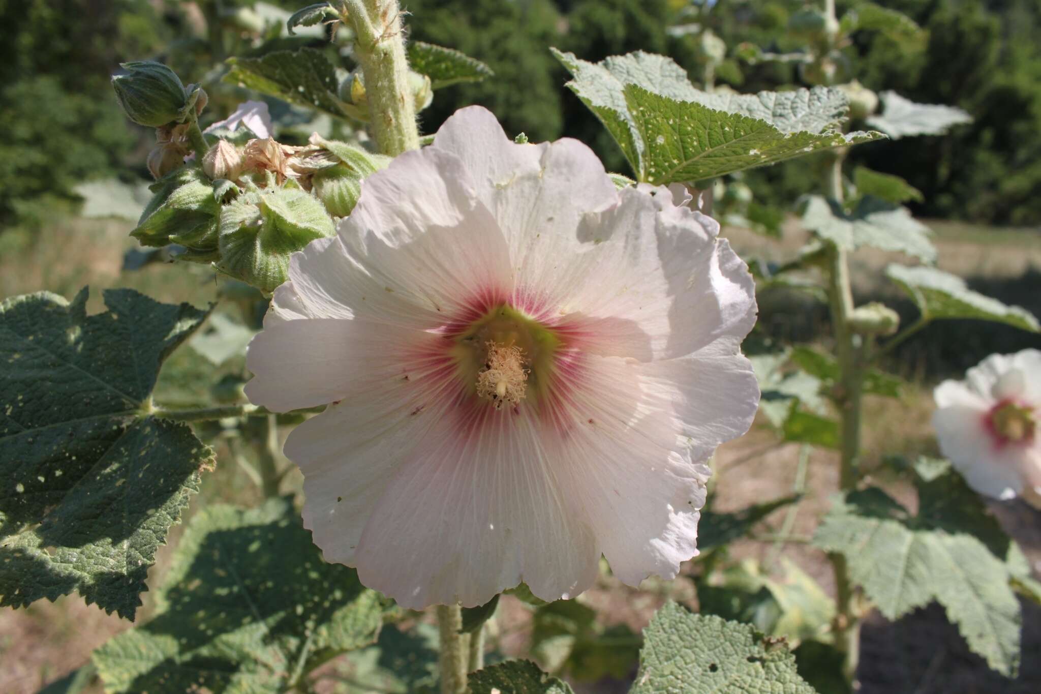 Image of hollyhock