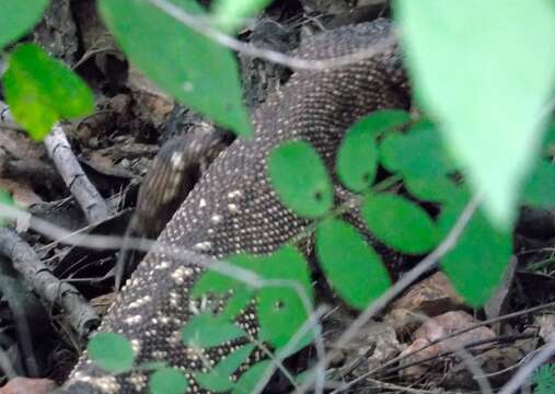 Image of Mexican Beaded Lizard