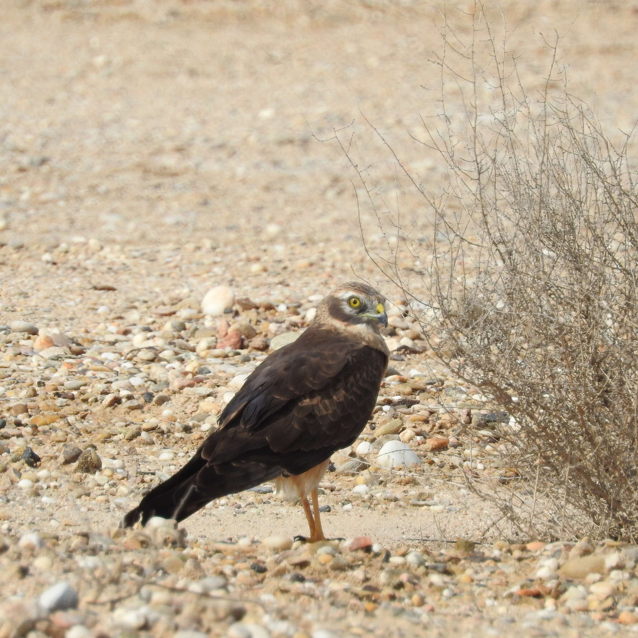 Image of Pallid Harrier