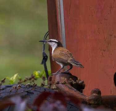 Image of Bicolored Wren